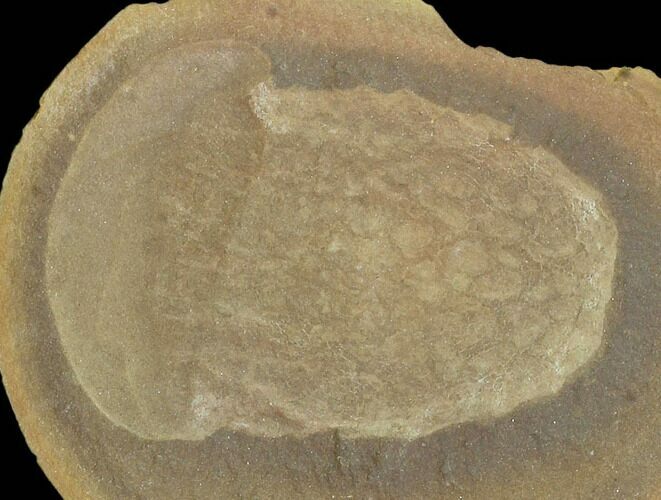 2.6" Fossil Jellyfish (Essexella) Pos/Neg Illinois For Sale (120712